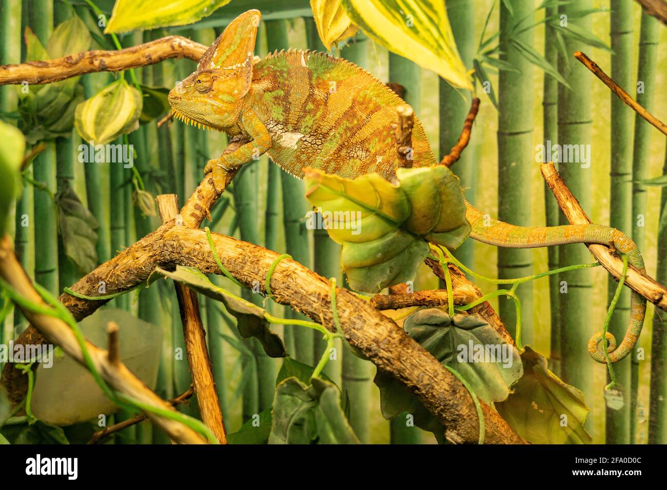 Chameleon disguises itself among the leaves of trees in the rainforest, the green chameleon merges with the environment Stock Photo