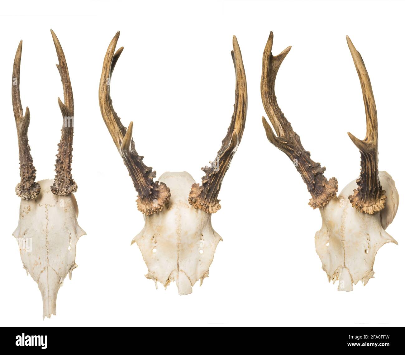 Animal Skull with Horns, on white background Stock Photo - Alamy