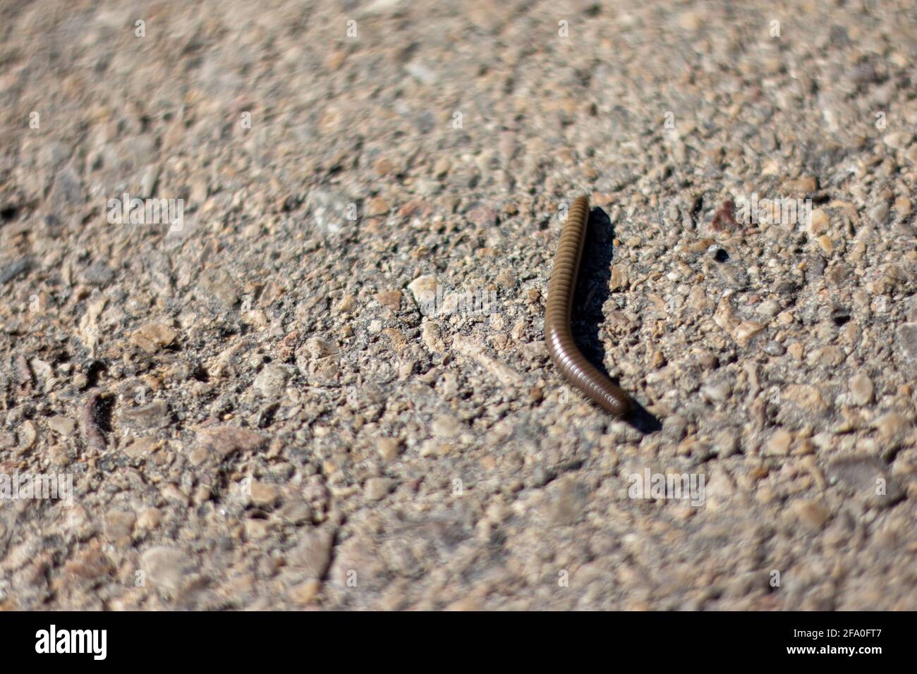 Closeup shot of a worm on the asphalt at daytime Stock Photo