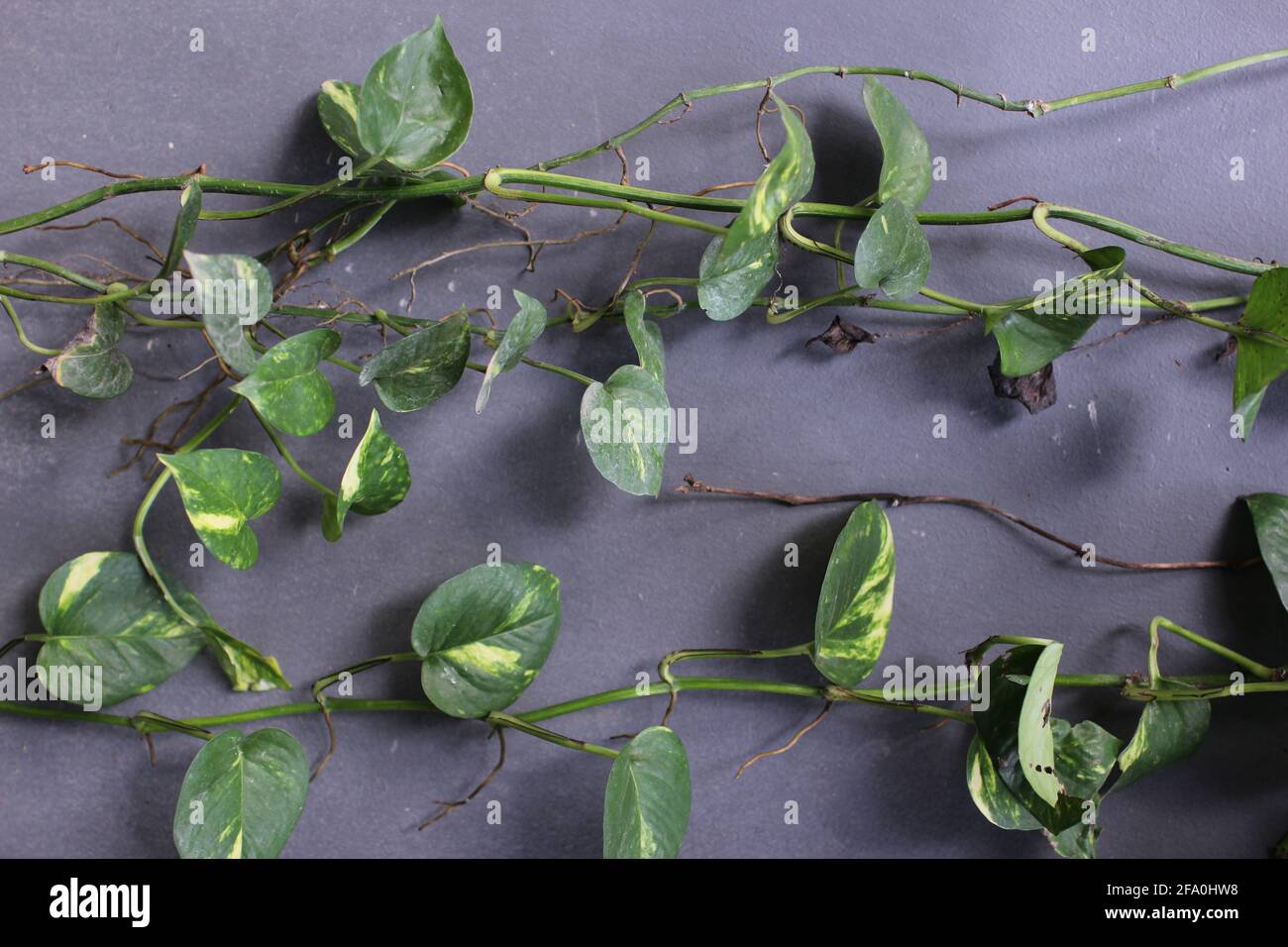 House planting. Close up plant background. Green white leaf Stock Photo ...