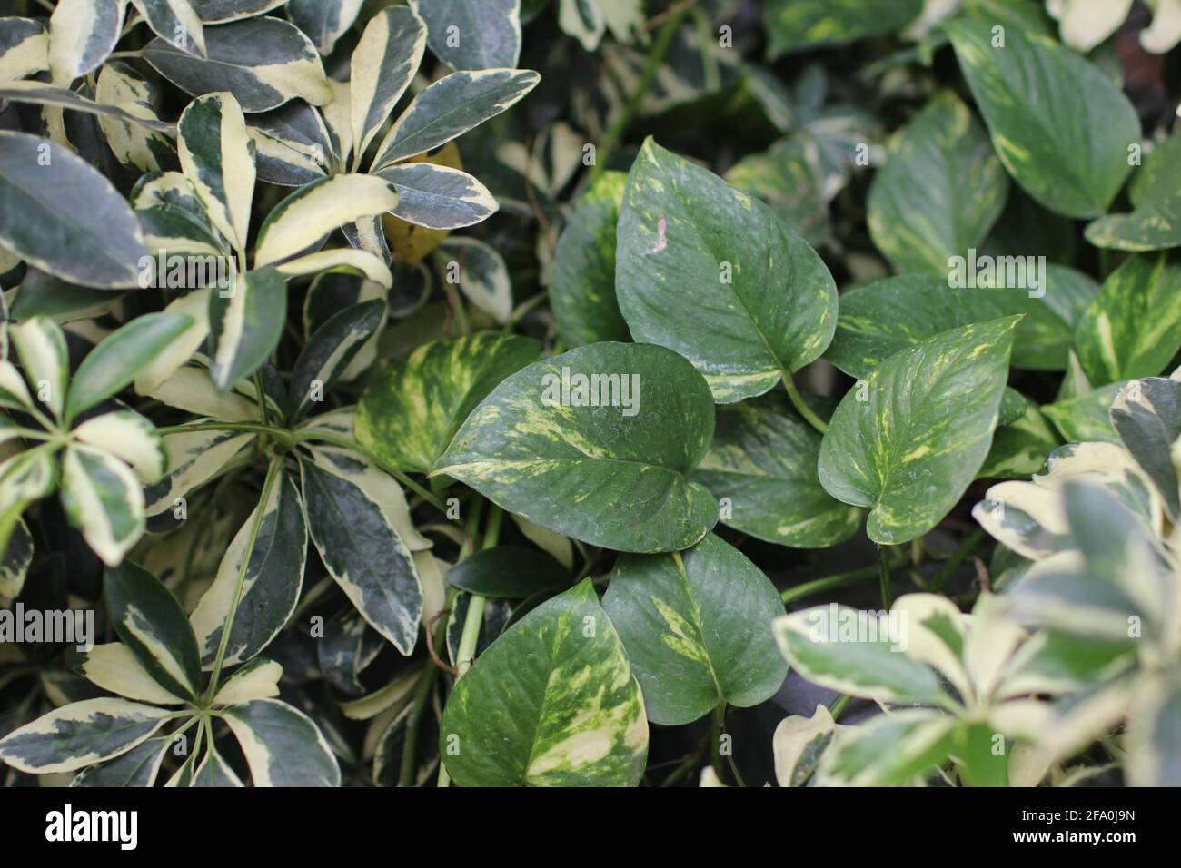 House planting. Close up plant background. Green white leaf Stock Photo ...