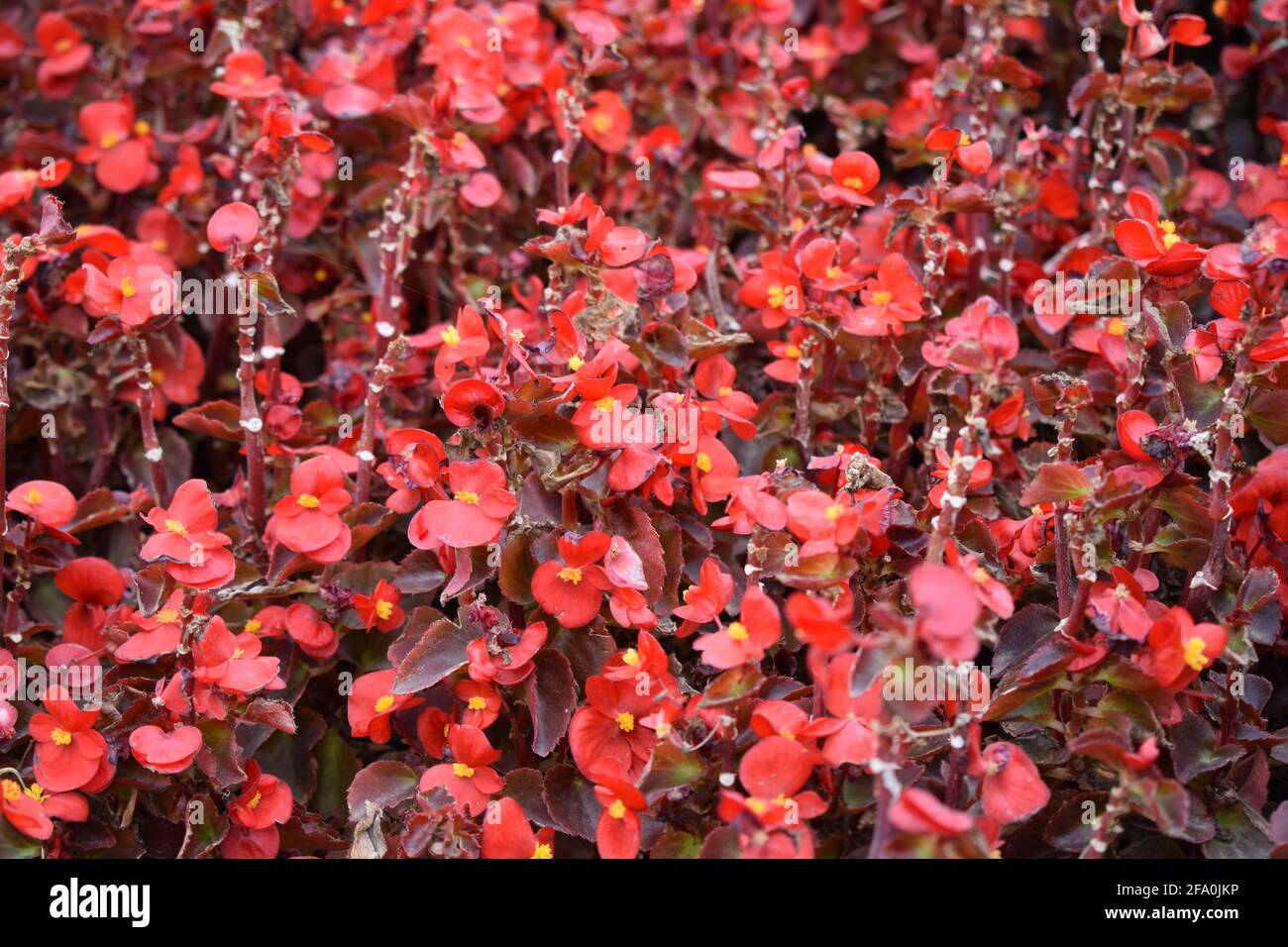 Wax begonia (Begonia semperflorens) flower. Stock Photo