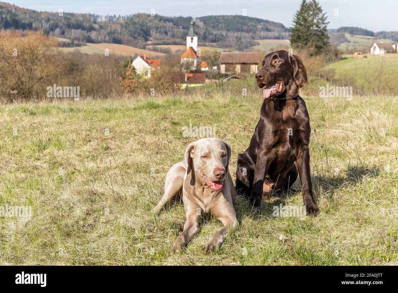 Brown Flat coated retriever puppy and Weimarane on a spring meadow. Hunting season. Sunny day with dogs. Country life. Stock Photo