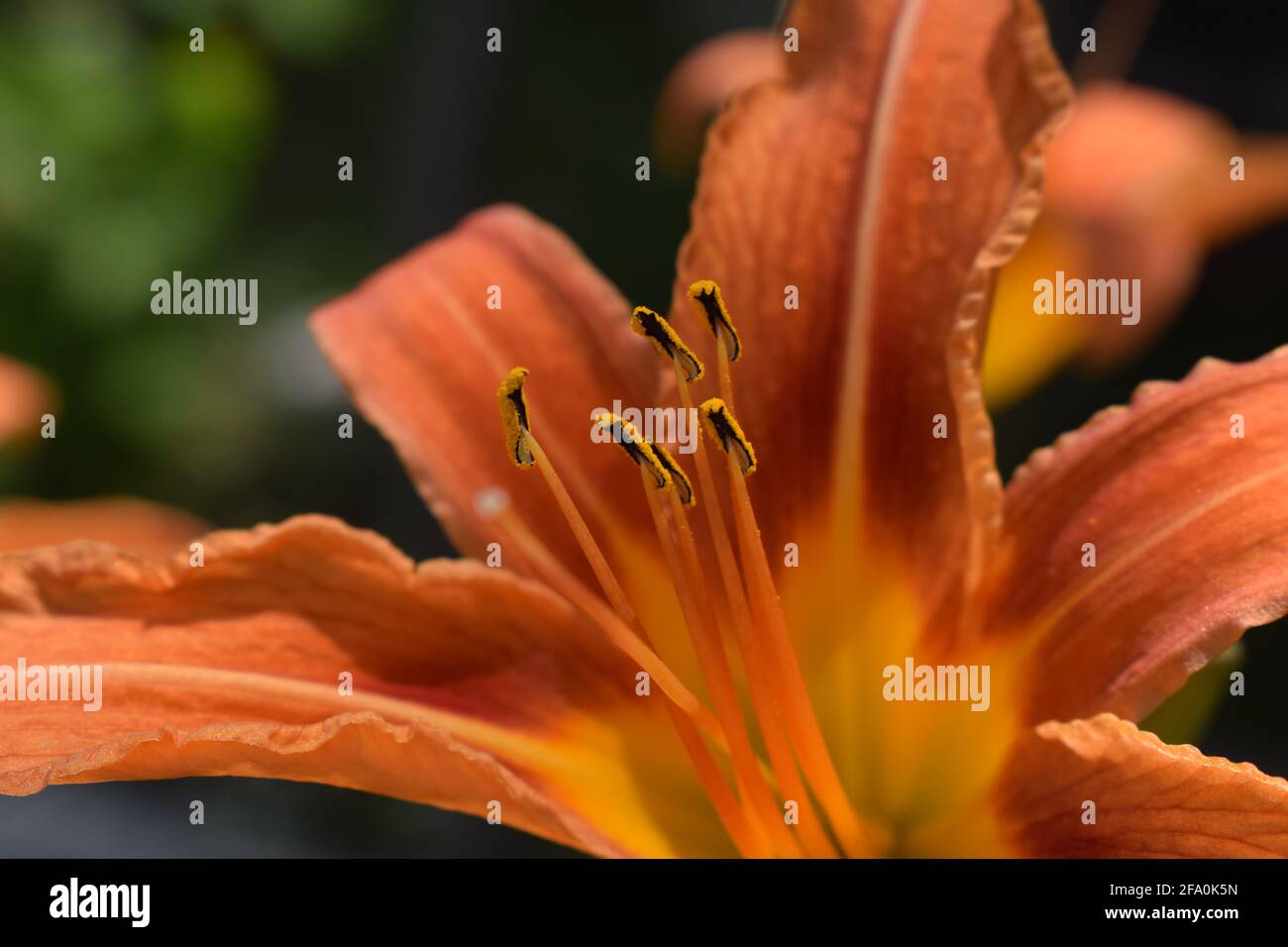Bright orange lily flowers in the sunny garden, soft selective focus. Full blooming of deep orange asiatic lily in summer flower garden. Bright orange Stock Photo
