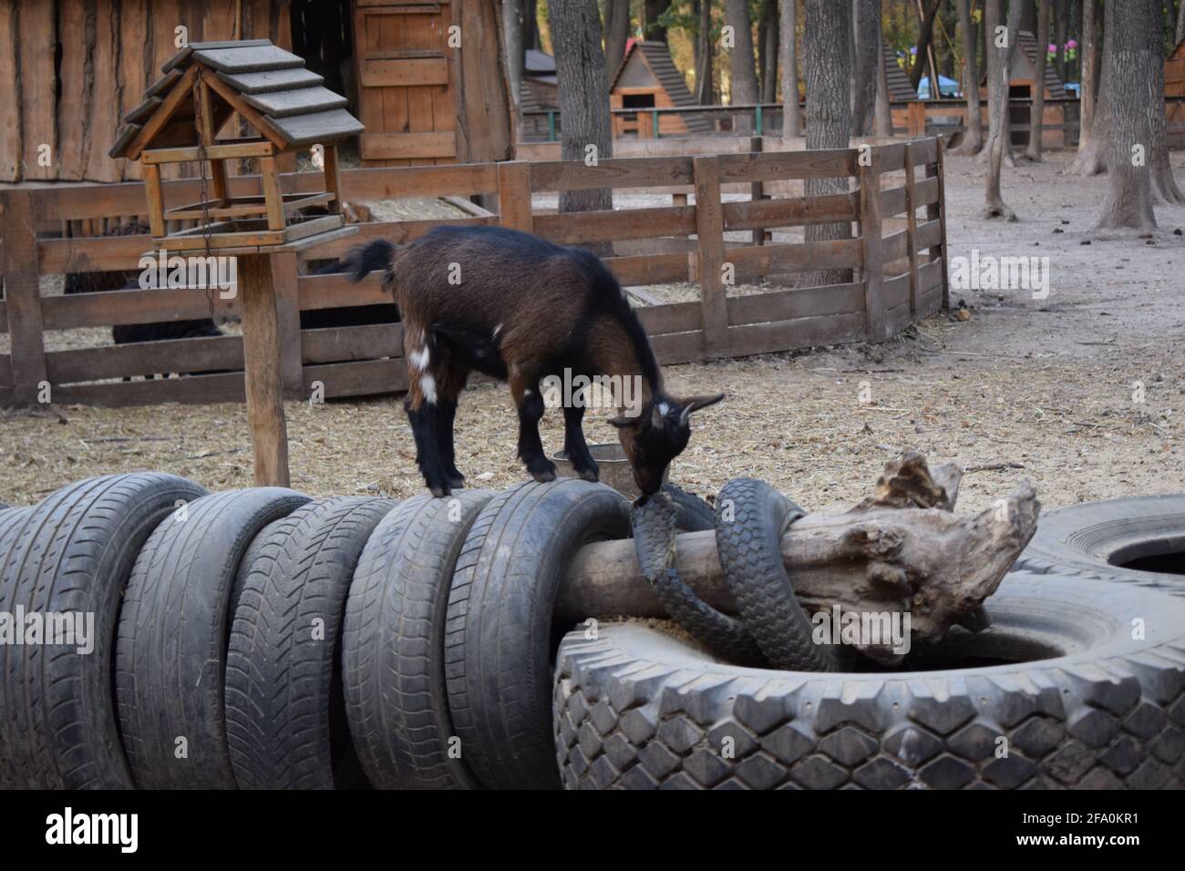 Little goat kid standing on a tire in a farm. A brown goat kid is standing on a tire at a contact zoo Stock Photo
