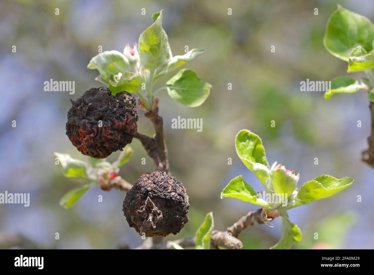 Monilia. Apples damaged by Fungal Disease Monilia fructigena in Orchard disease. Mummy of an apple attacked by moniliosis. Stock Photo