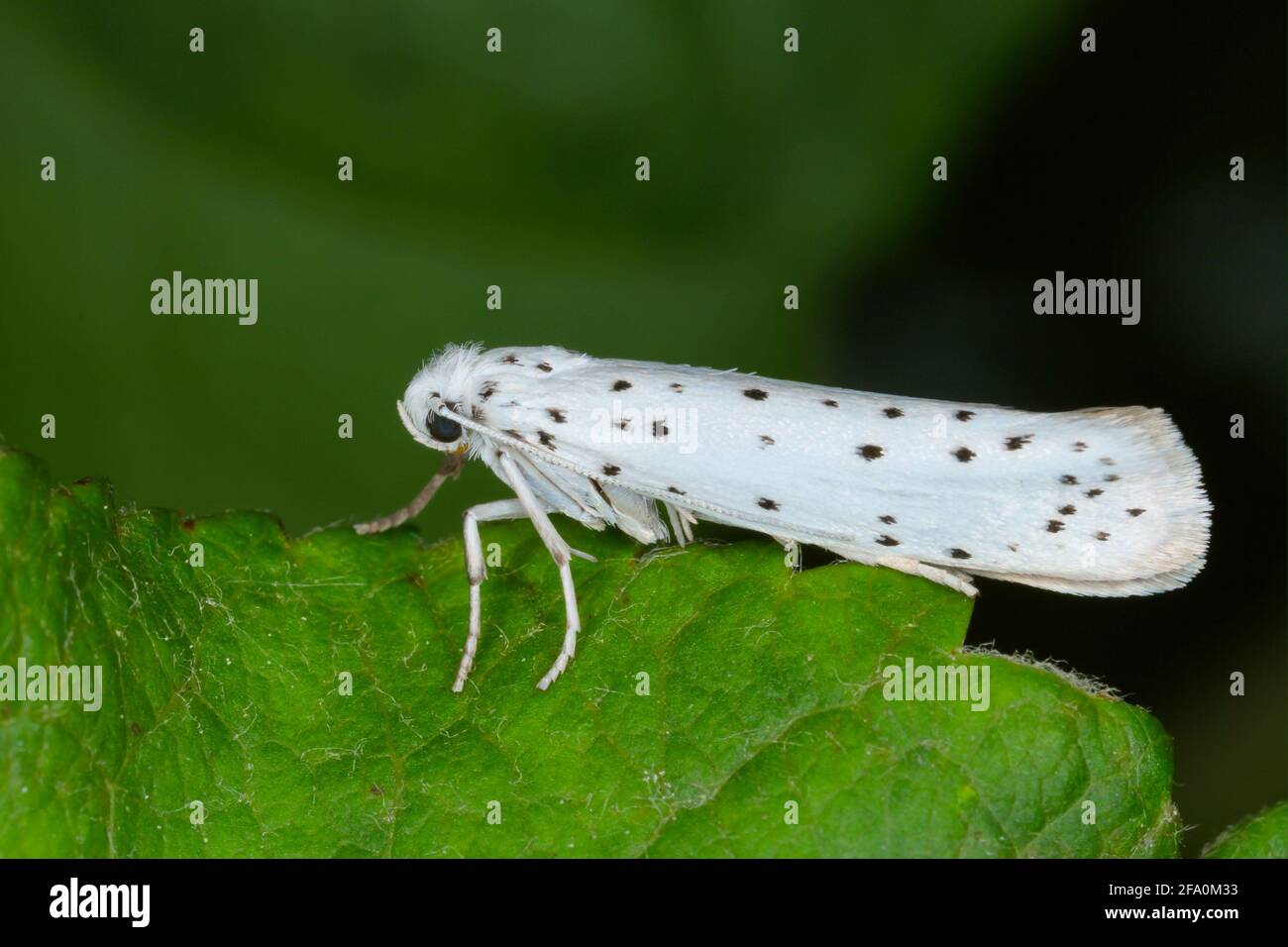 Yponomeuta or formerly Hyponomeuta malinellus - the apple ermine, is a moth of the family Yponomeutidae pest in orchards. Stock Photo