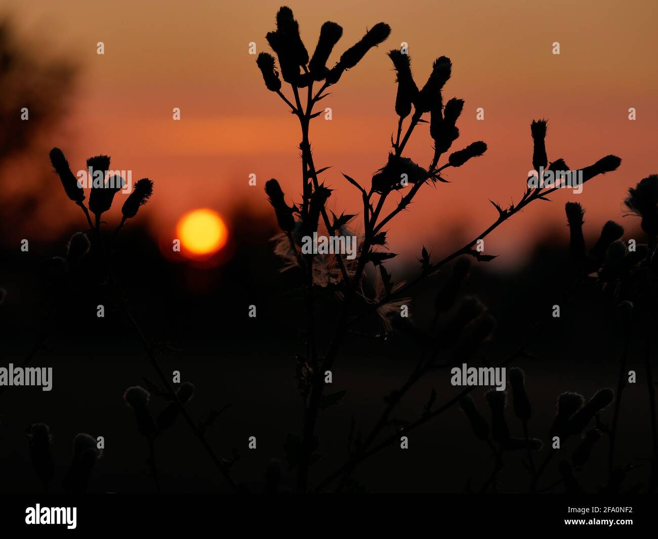 Disteln bei Sonnenaufgang Stock Photo