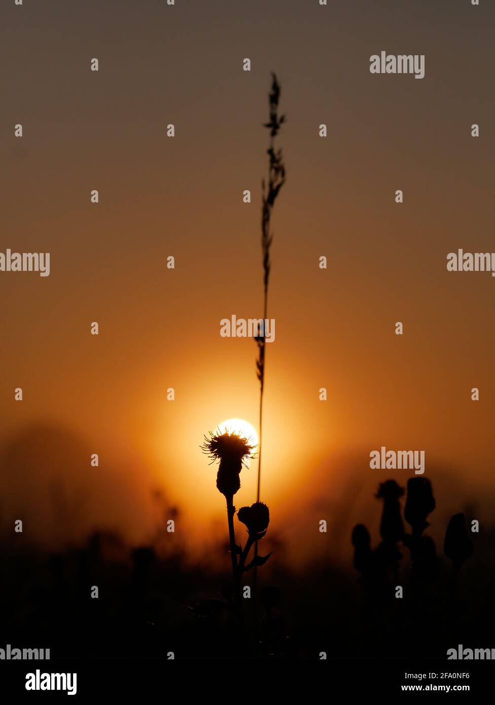 Distel im Sonnenuntergang Stock Photo