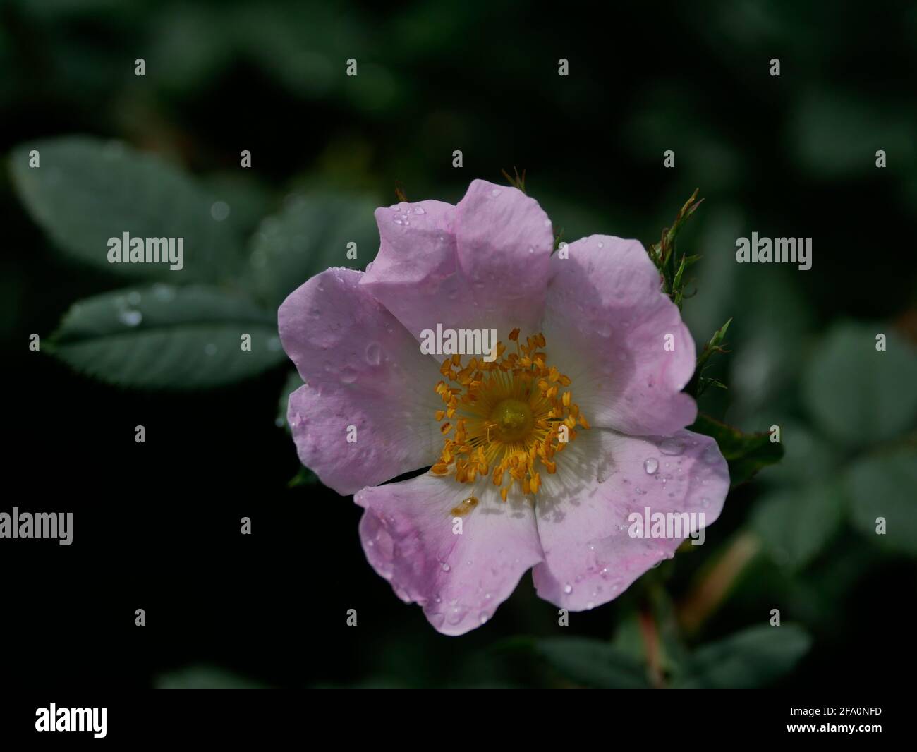 Hunds-Rose Stock Photo