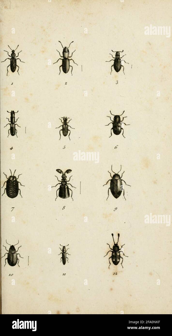 Crustaceorum kinds of insects in the natural order, family arrangements,  icons, examples of the many explanations ... Paris and London: A. Koenig,  1806-09 Stock Photo - Alamy