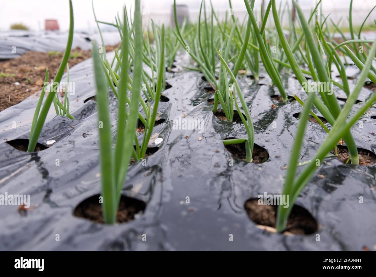 macro photograph of intensive onion cultivation on a farm Stock Photo