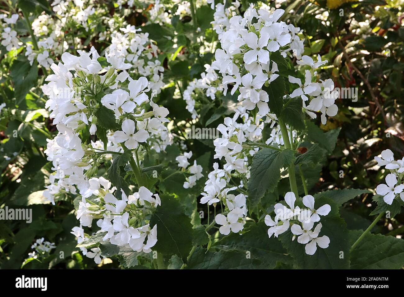 Lunaria annua var. albiflora common honesty Albiflora – white flowers and large heart-shaped leaves on very tall stems, April, England, UK Stock Photo