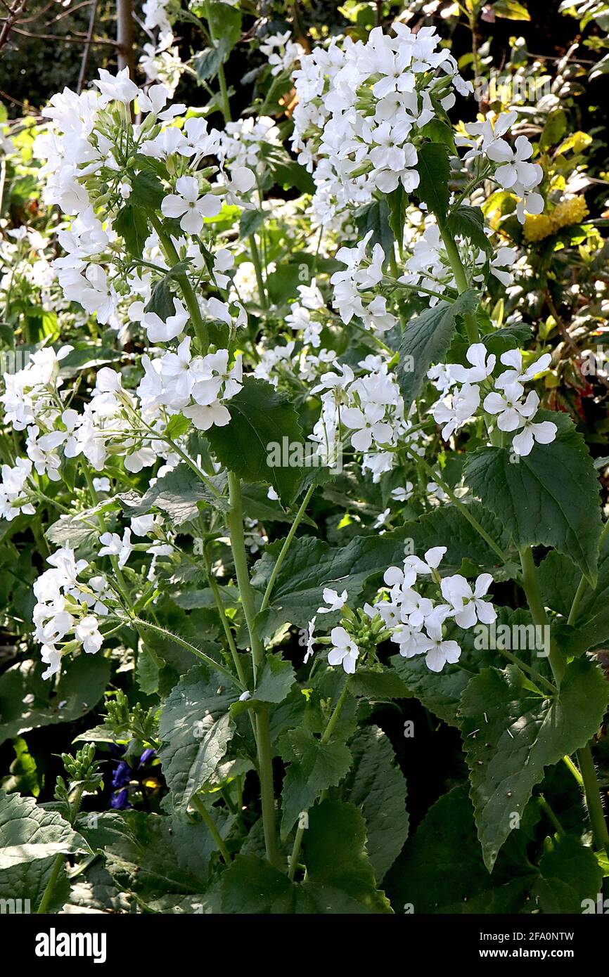 Lunaria annua var. albiflora common honesty Albiflora – white flowers and large heart-shaped leaves on very tall stems, April, England, UK Stock Photo