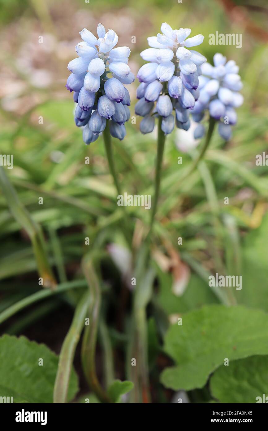 Muscari armeniacum ‘Peppermint’ grape hyacinth Peppermint – very pale blue flowers with blue tinges and stripes, April, England, UK Stock Photo