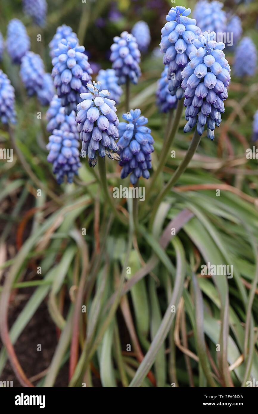 Muscari armeniacum ‘Peppermint’ grape hyacinth Peppermint – very pale blue flowers with blue tinges and stripes, April, England, UK Stock Photo