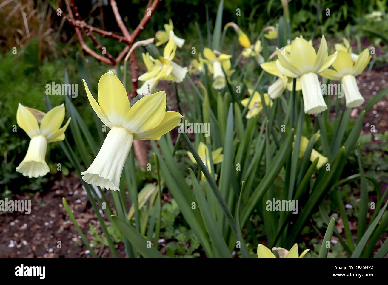 Narcissus / Daffodil ‘Lemon Silk’ Division 6 Cyclamineus Daffodils lemon yellow trumpet and