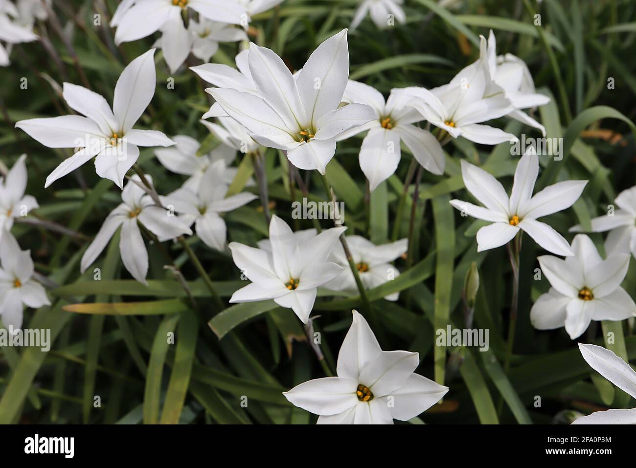 Ipheion uniflorum ‘White Star’ Springstar – white star-shaped flower tinged pale blue, April, England, UK Stock Photo