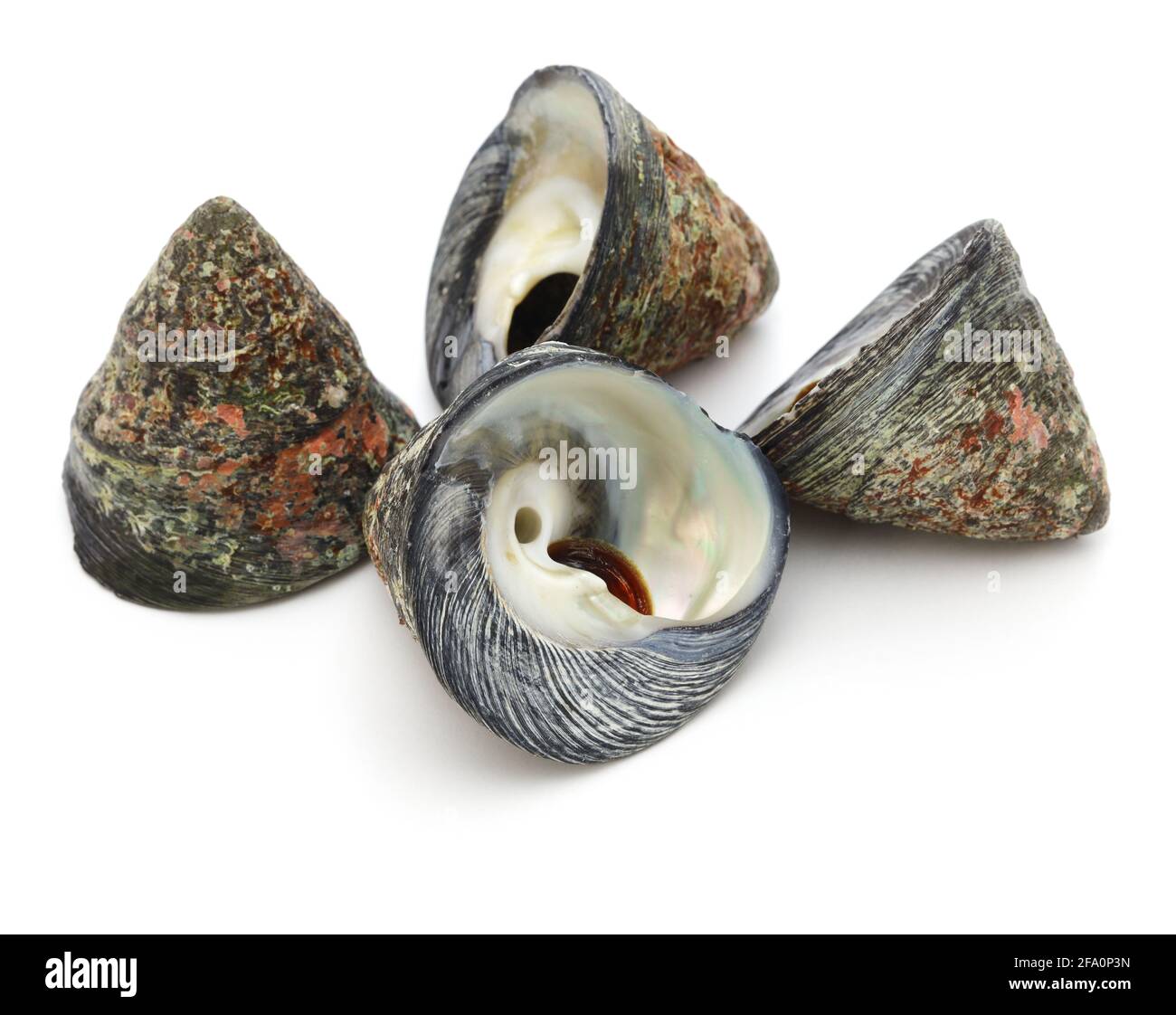 Edible species sea snail hi-res stock photography and images - Alamy