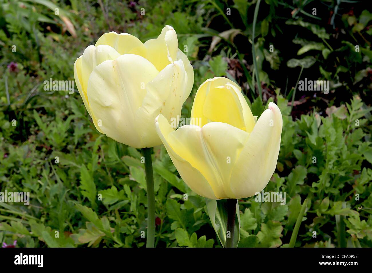 Tulipa ‘Ivory Floradale’  Darwin hybrid 4 Ivory Floradale tulip – cream flowers, yellow inner petals,  April, England, UK Stock Photo
