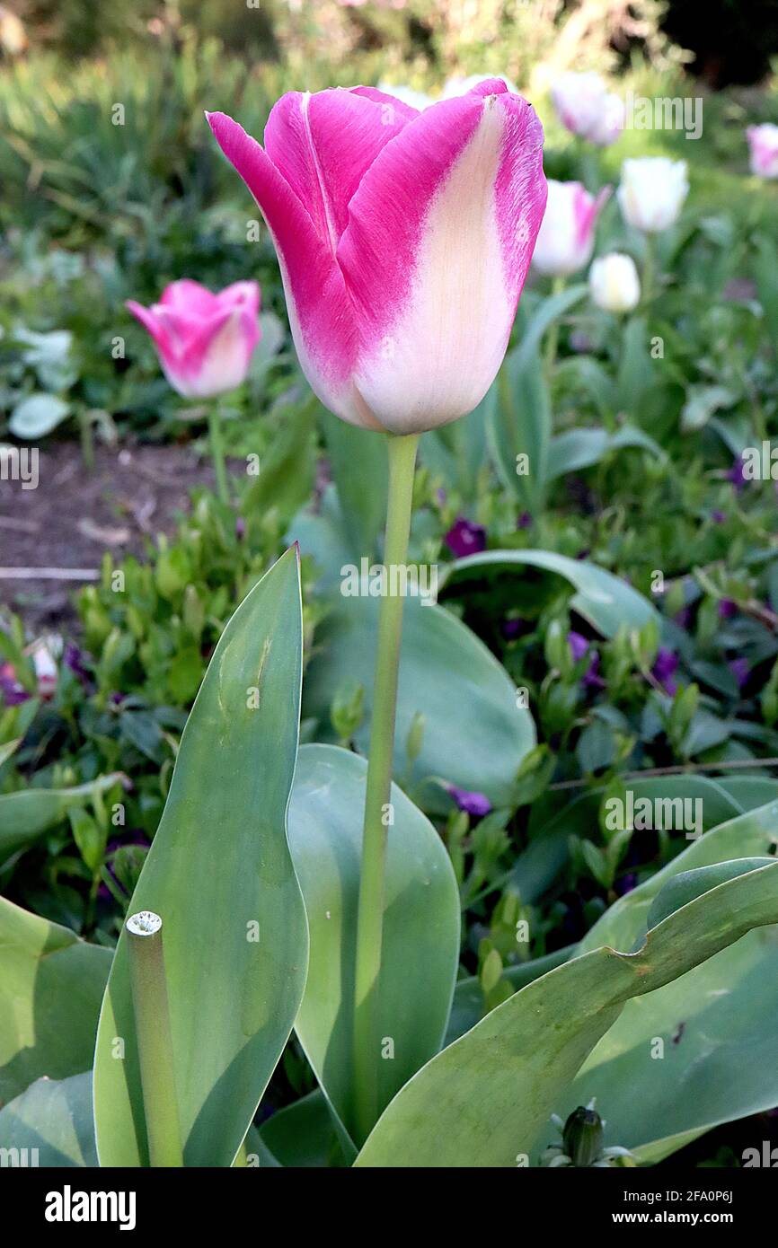 Pink with white edges Triumph tulips (Tulipa) Leo Visser