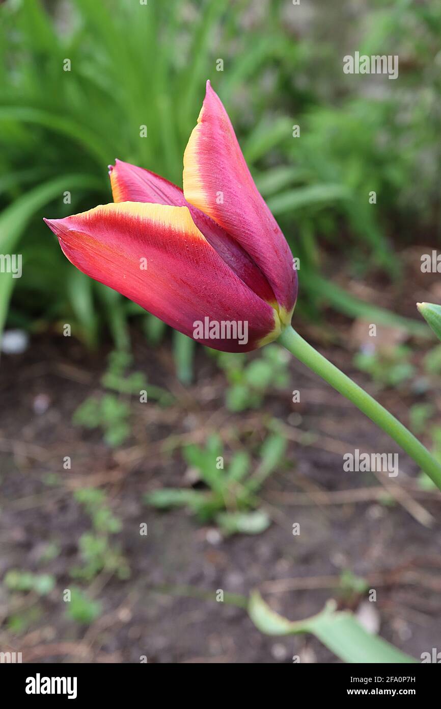 Tulipa ‘Slawa’  Triumph tulip 3 Slawa tulip - deep red flowers, red flame, deep yellow edges, pointed petals, April, England, UK Stock Photo