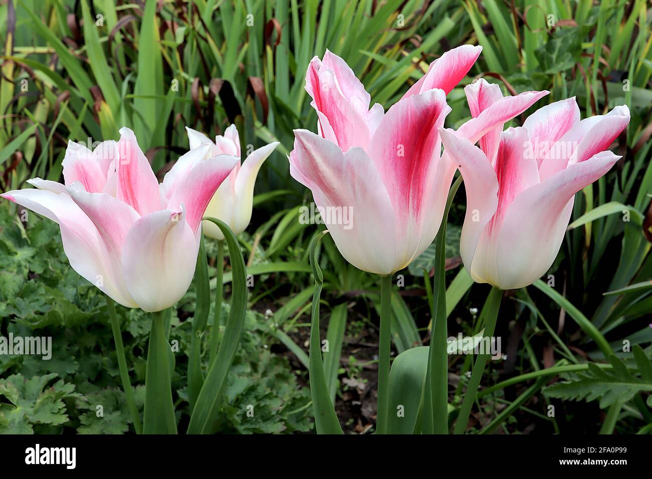 Tulipa ‘Whispering Dream’  Triumph tulip 3 Whispering Dream tulip - creamy white flowers, deep pink flames, April, England, UK Stock Photo