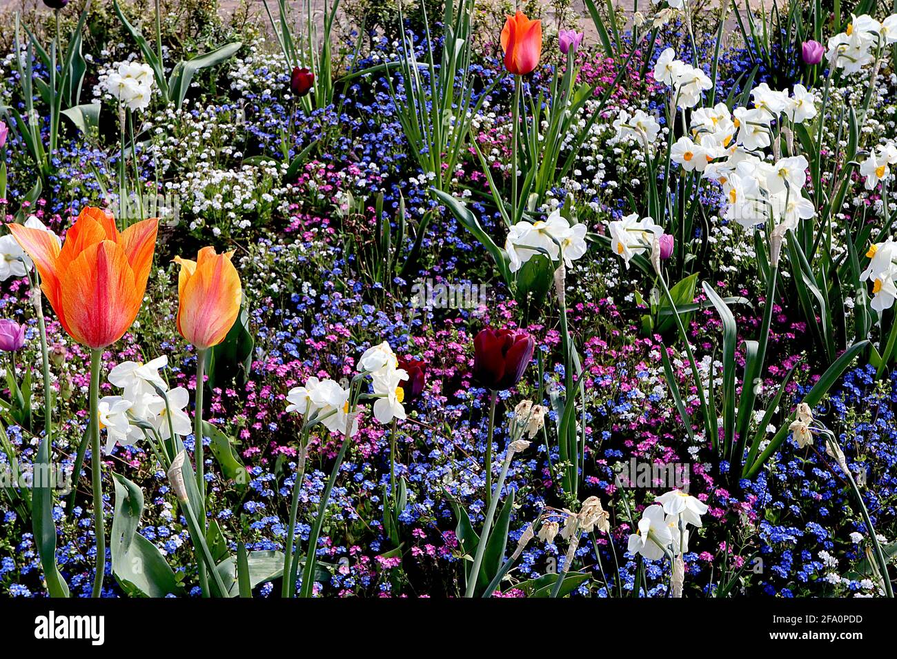 Tulipa ‘El Nino’  Single late 5 El Nino tulip – blend of orange, yellow and red flowers,  April, England, UK Stock Photo