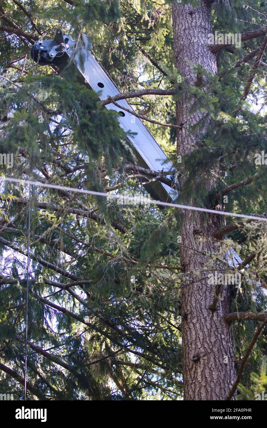 tall steel crane reaching through pine forest Stock Photo Alamy