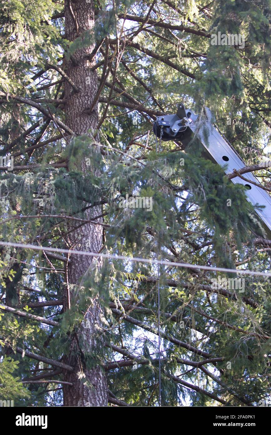 steel crane reaching through pine forest Stock Photo Alamy