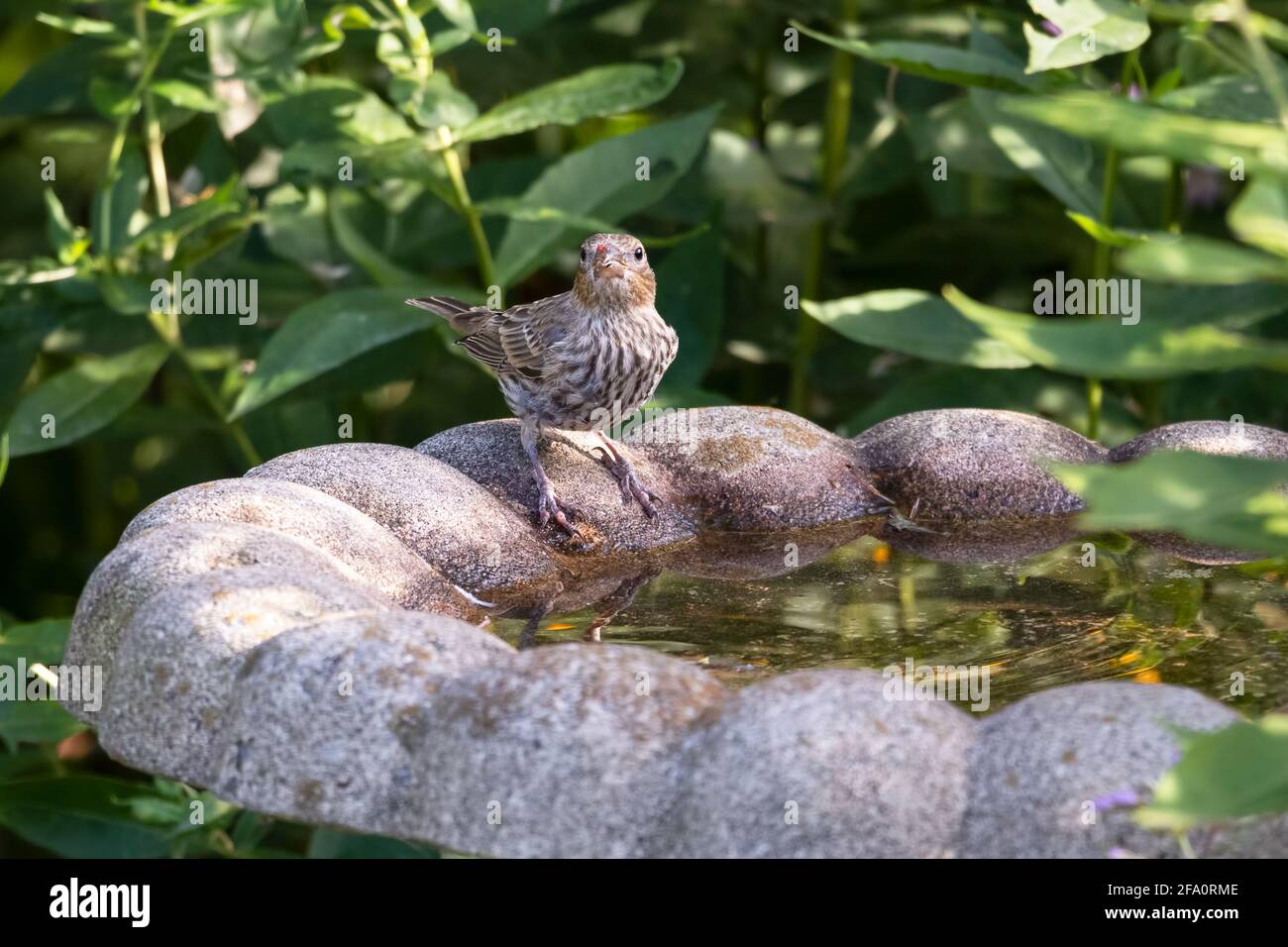 Female house finch perched at the side of a stone fountain with traces of the red berries she just ate on her face Stock Photo