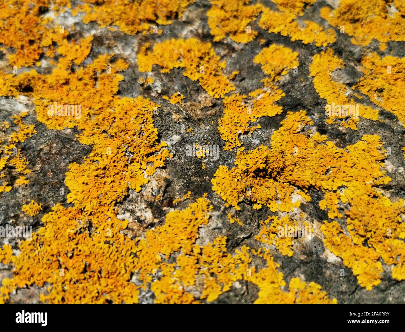 Rough rock covered with orange lichen, texture background Stock Photo
