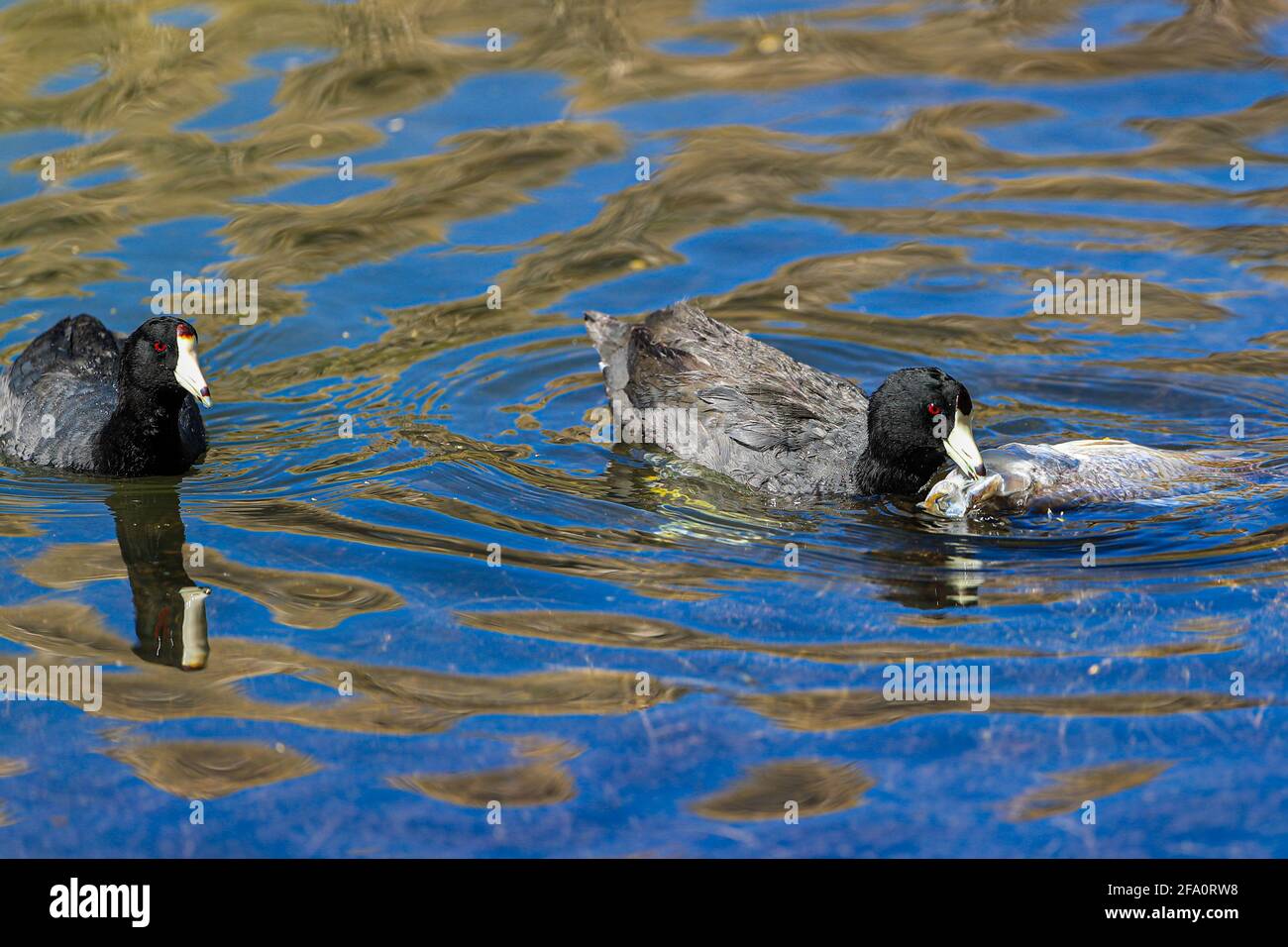 American Coot. An American Coot duck eats a dead Tilapia fish floating