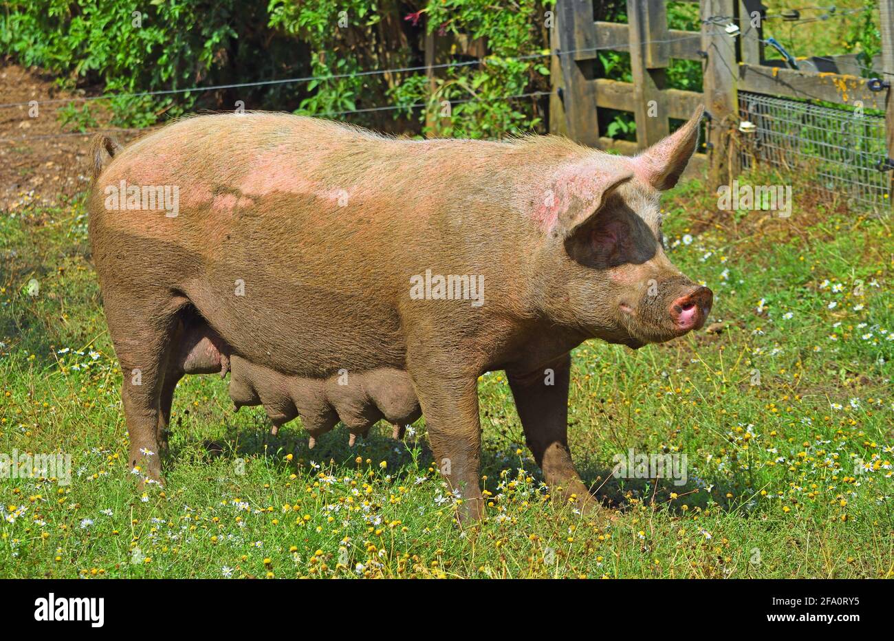 Muddy Female Pig standing on grass. Stock Photo
