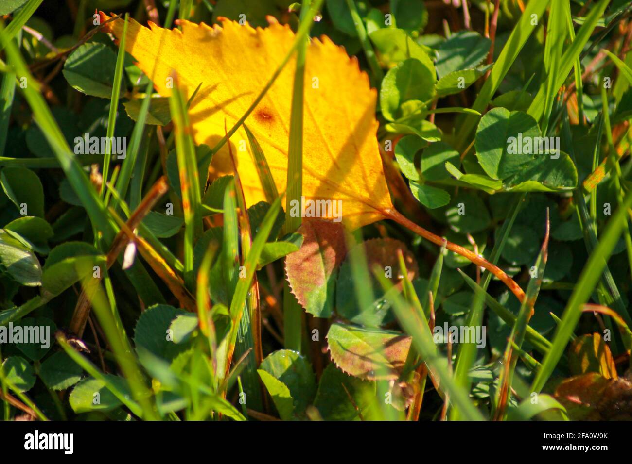 i stumbeled upon a leaf Stock Photo