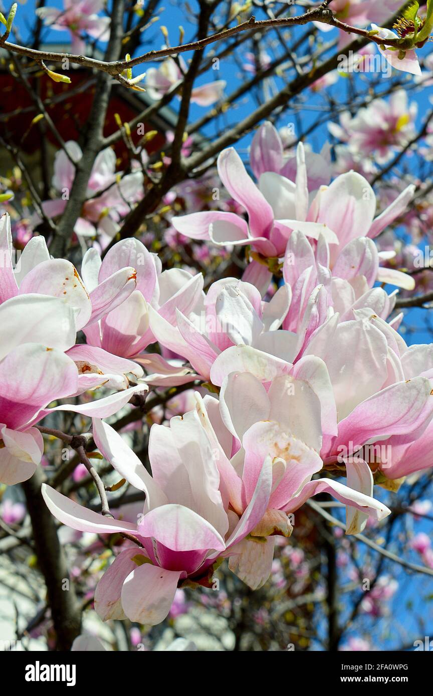 Magnolia tree in full bloom hi-res stock photography and images - Alamy