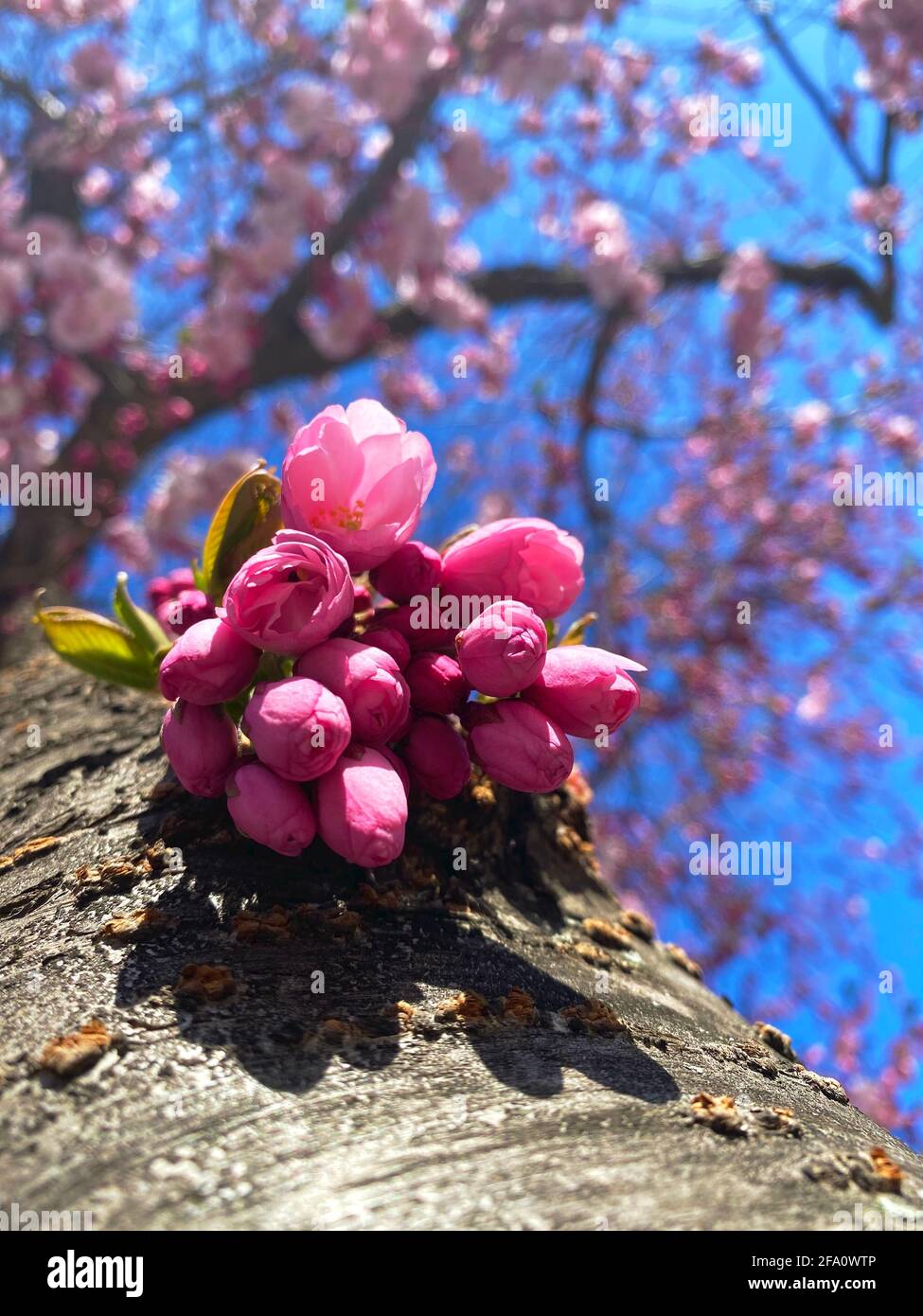 Close up cherry blossom tree hi-res stock photography and images - Alamy