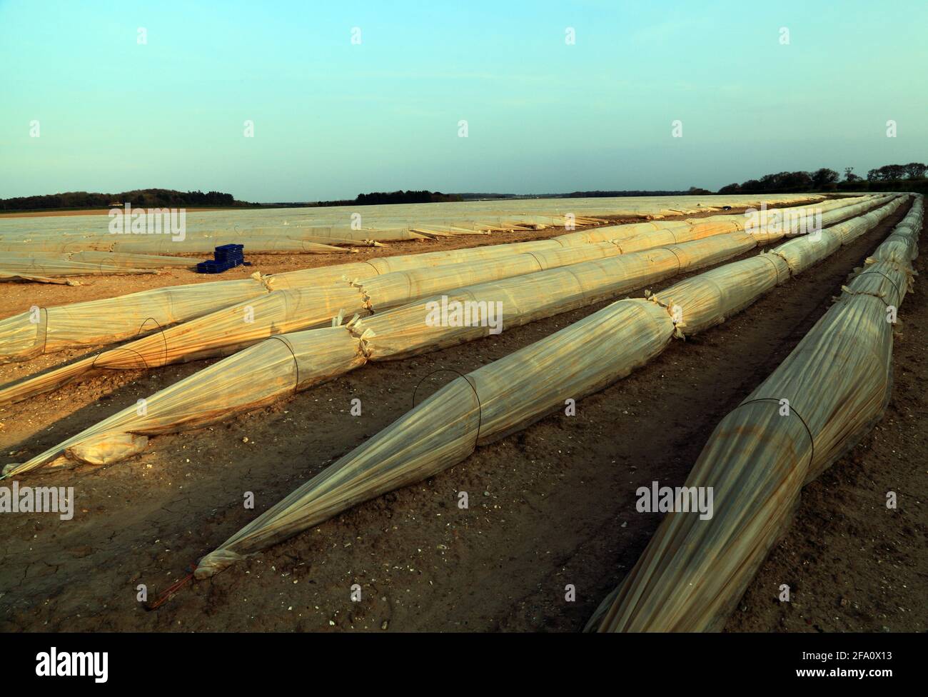 Plastic Landscape, poly tunnel, tunnels, polyurethane tunnel, artichoke crop,  agriculture, Thornham, Norfolk, England, UK Stock Photo