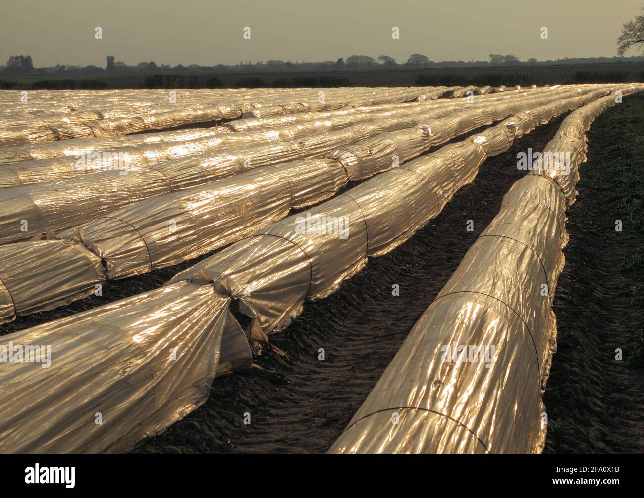 Plastic Landscape, poly tunnel, tunnels, polyurethane tunnel, artichoke crop,  agriculture, Thornham, Norfolk, England, UK Stock Photo