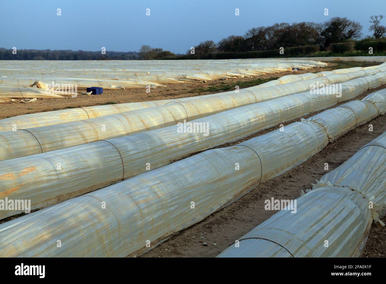Plastic Landscape, poly tunnel, tunnels, polyurethane tunnel, artichoke crop,  agriculture, Thornham, Norfolk, England, UK Stock Photo