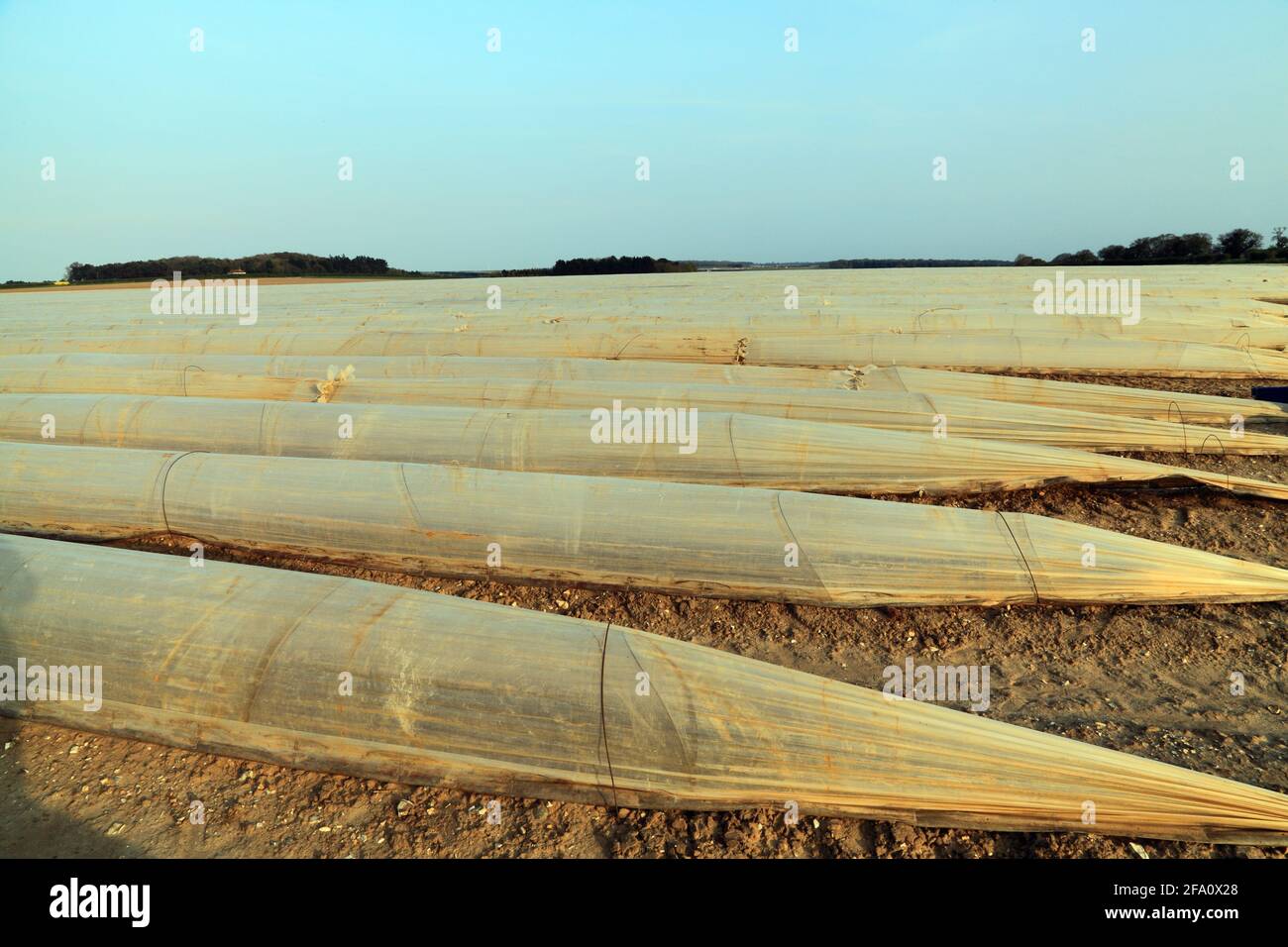 Plastic Landscape, poly tunnel, tunnels, polyurethane tunnel, artichoke crop,  agriculture, Thornham, Norfolk, England, UK Stock Photo