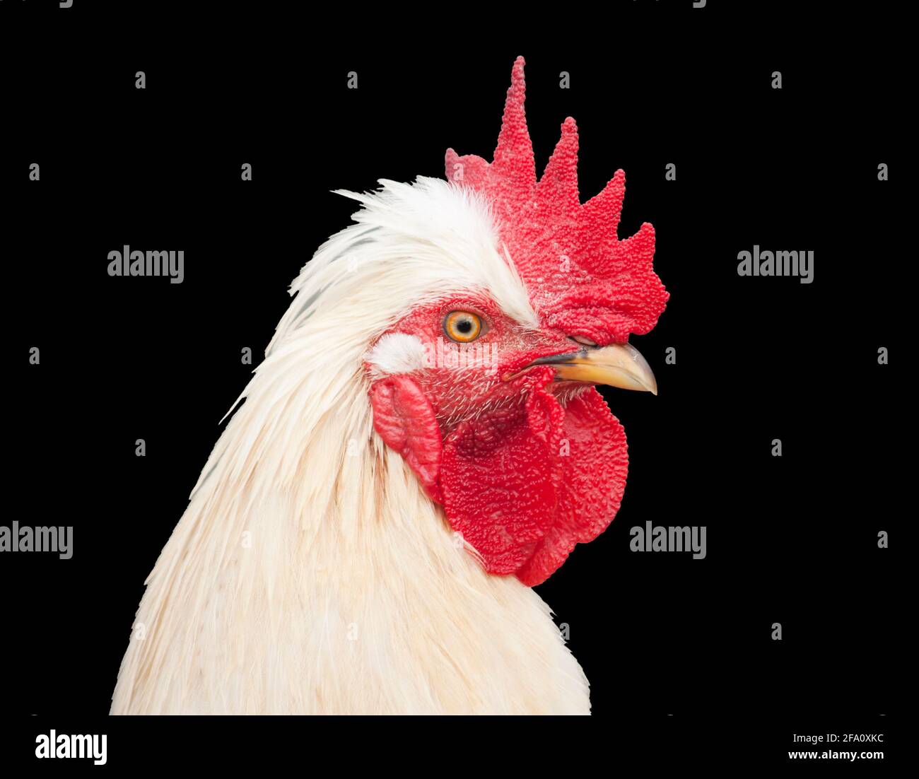 White rooster against black background Stock Photo