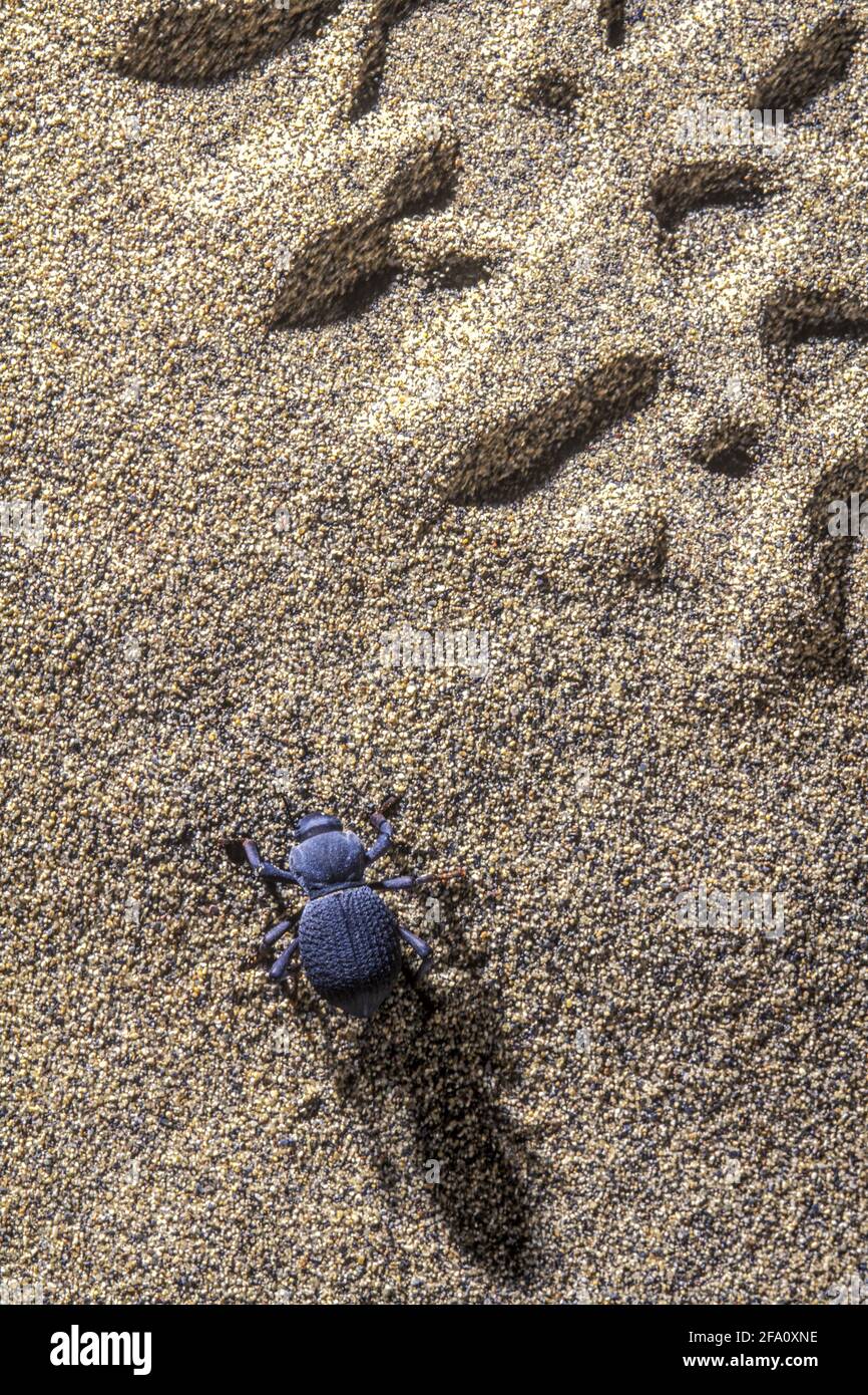 Darkling beetle desert hires stock photography and images Alamy