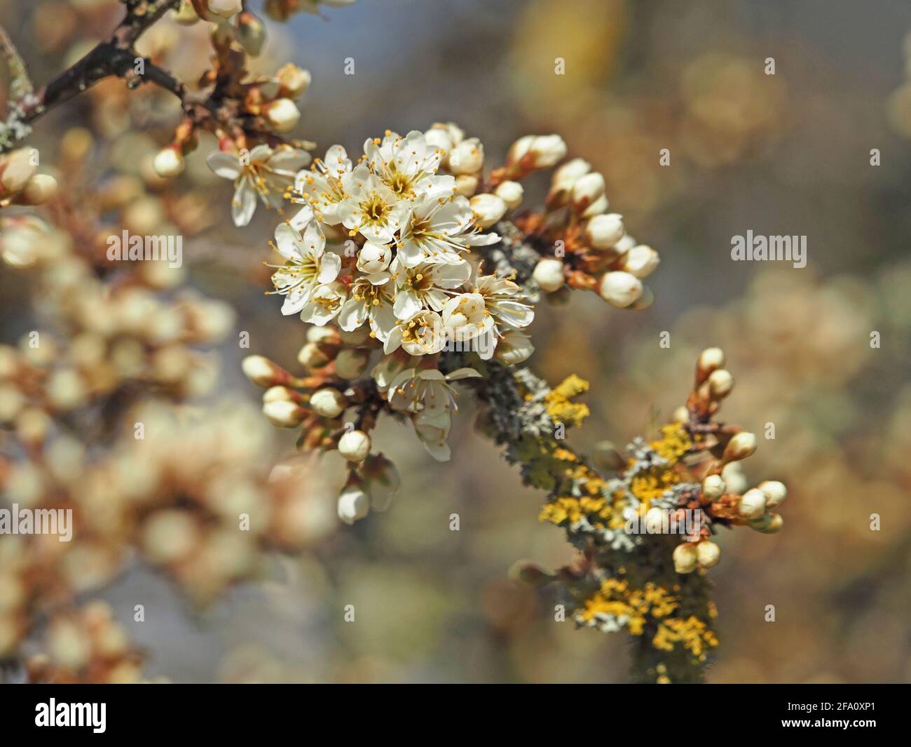 Bright April History england gin hi-res stock photography and images - Alamy