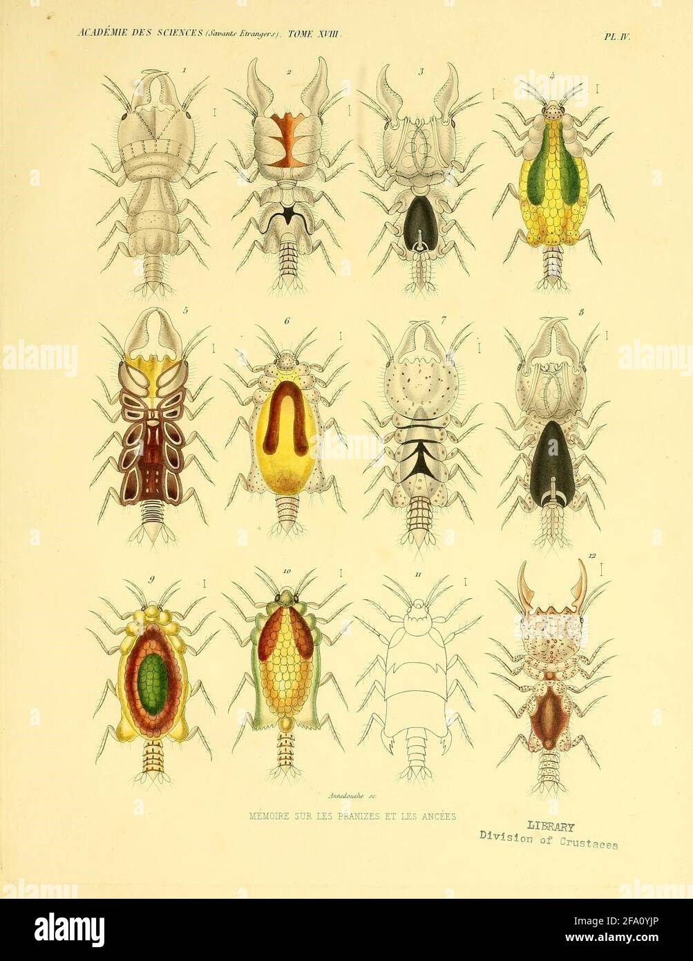 Memoir on pranizes and ancées and on the curious means by which certain parasitic crustaceans ensure the conservation of their species Paris: Impr. imperial, 1864. Stock Photo
