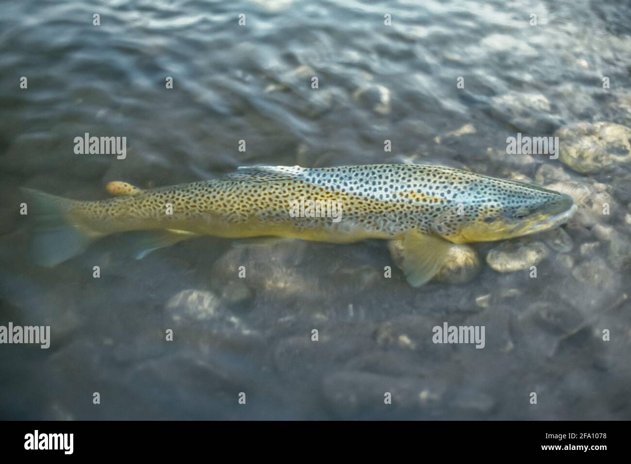 brown trout in the shallows of a montana stream Stock Photo