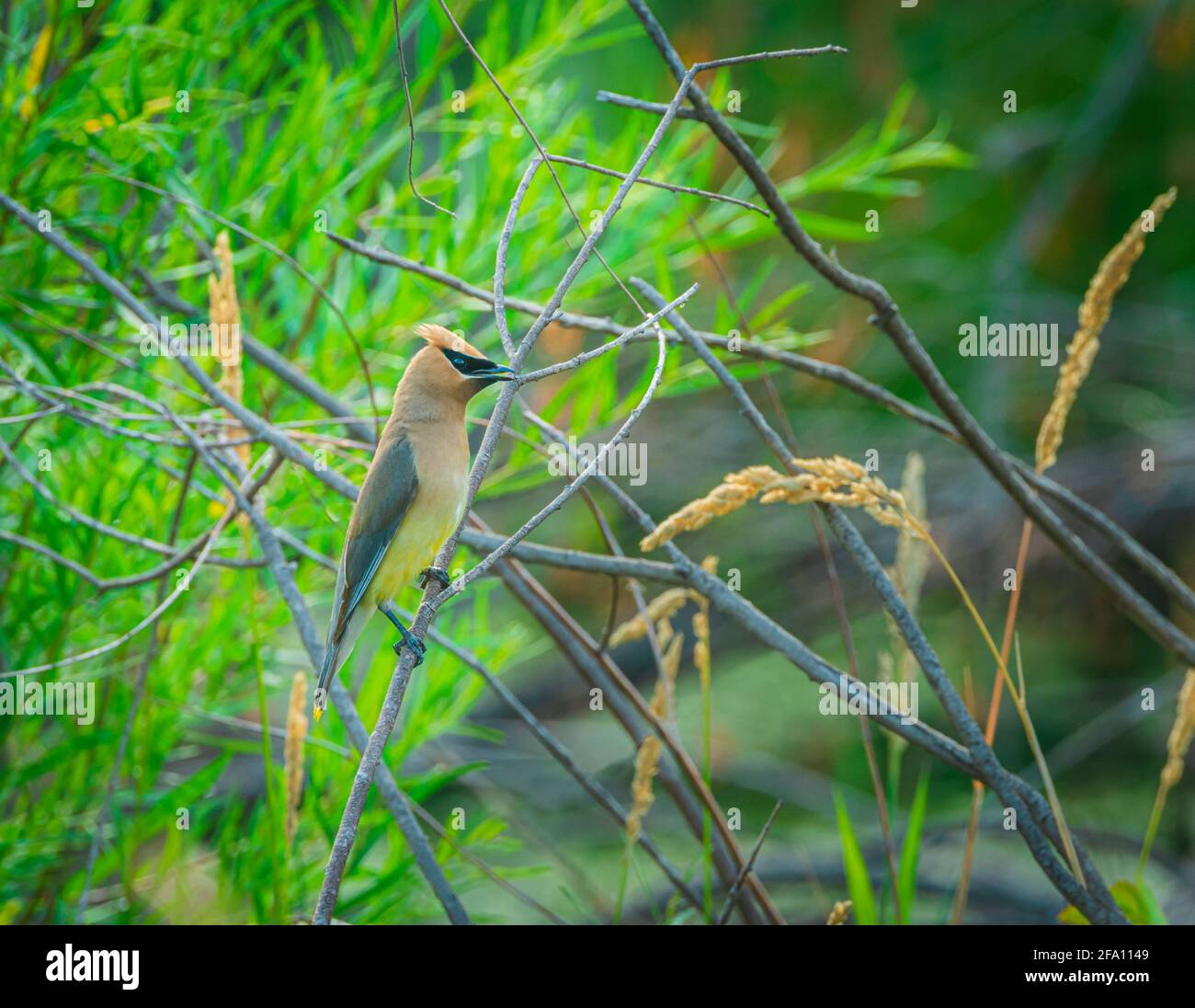 Cedar Waxwing (Bombycilla cedrorum) perched on Narrow-leaf willow branch over Beaver pond, Castle Rock Colorado USA. Photo taken in August. Stock Photo