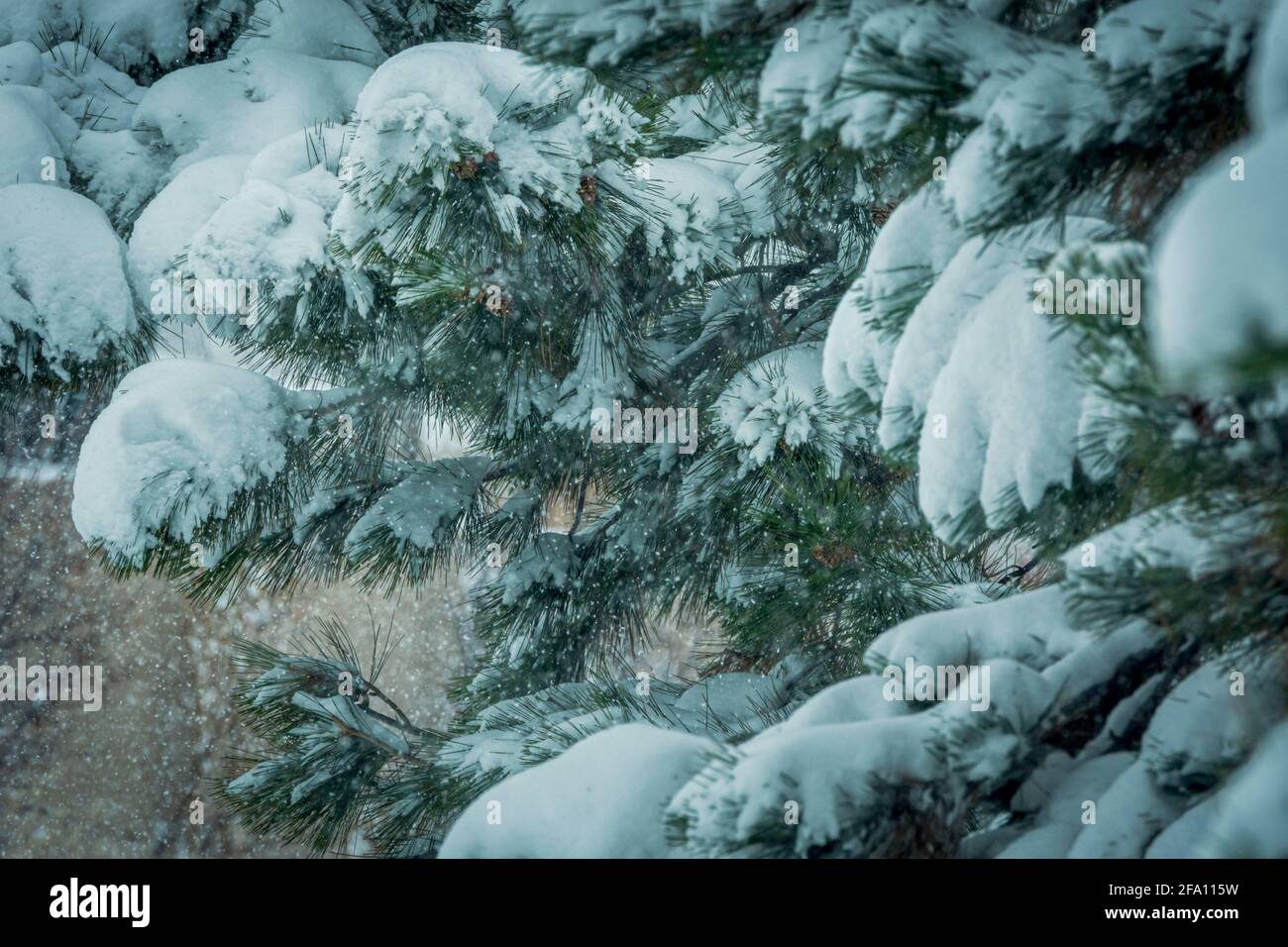 Quiet snowfall weighs heavy on Ponderosa Pine tree (Pinus ponderosa scopulorum) branches, Sellar's Gulch area, Castle Rock Colorado USA. Stock Photo