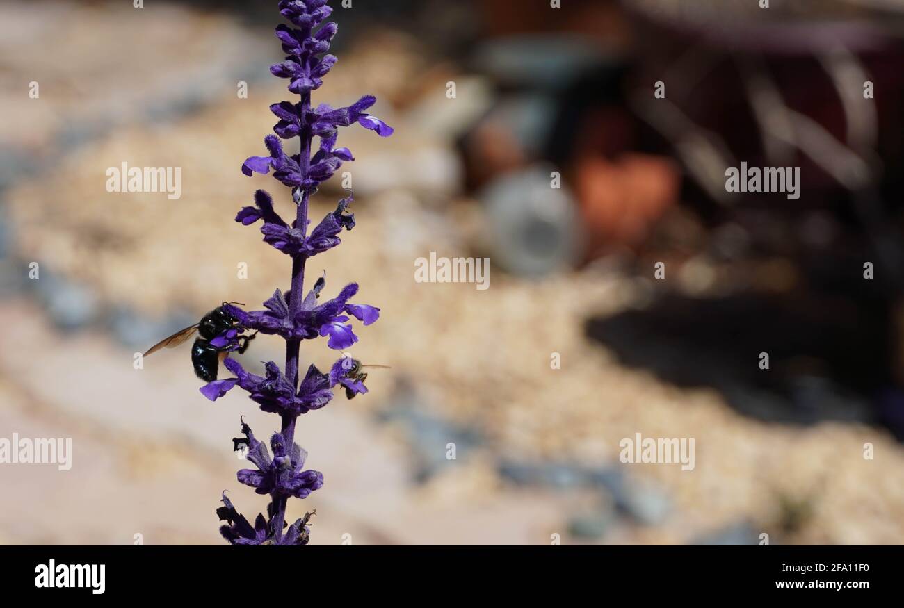 Purple flower with bees hi-res stock photography and images - Alamy
