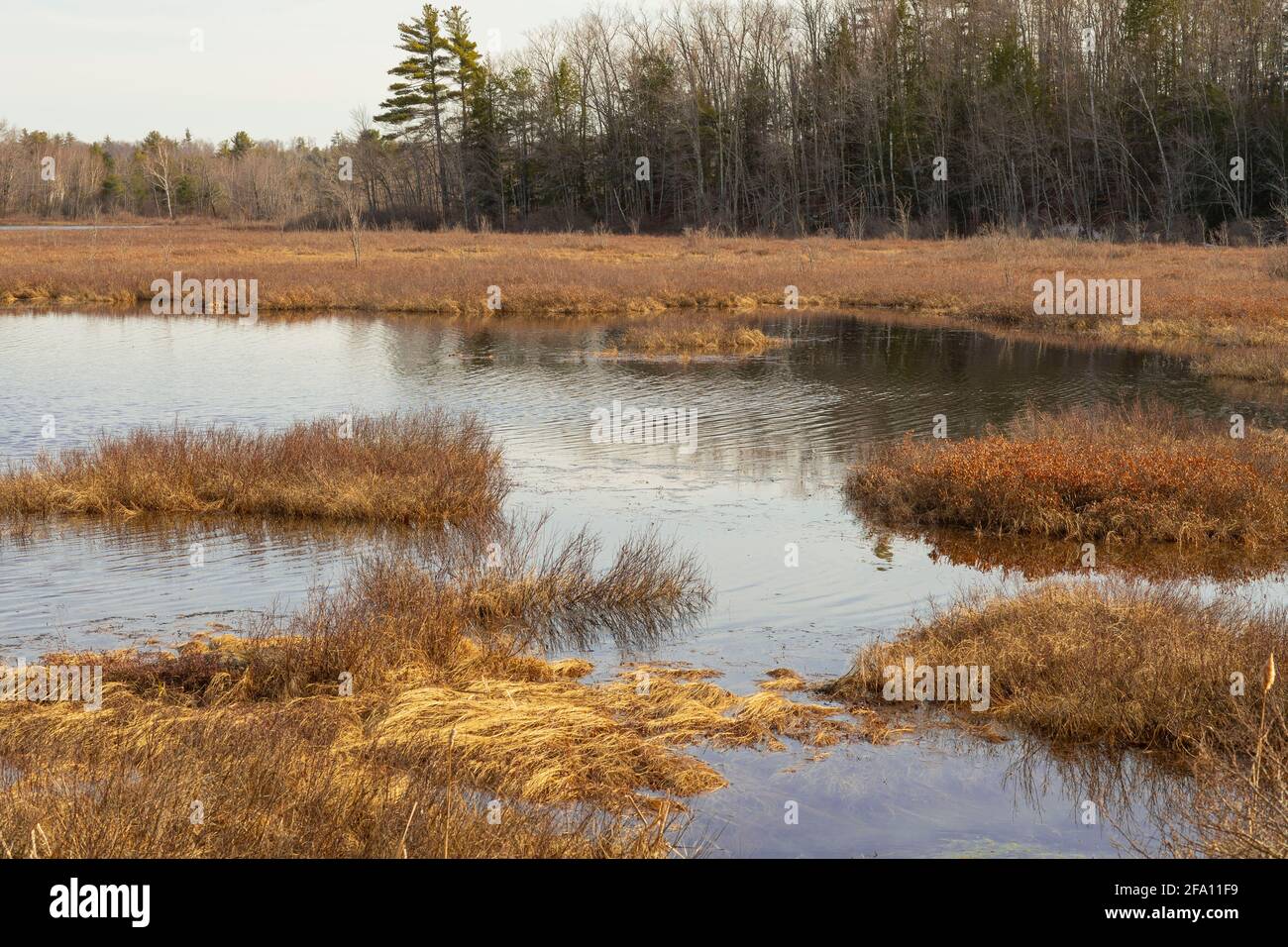Mud Pond is on Route 101 in Dublin, NH. It's a large wetlands area in